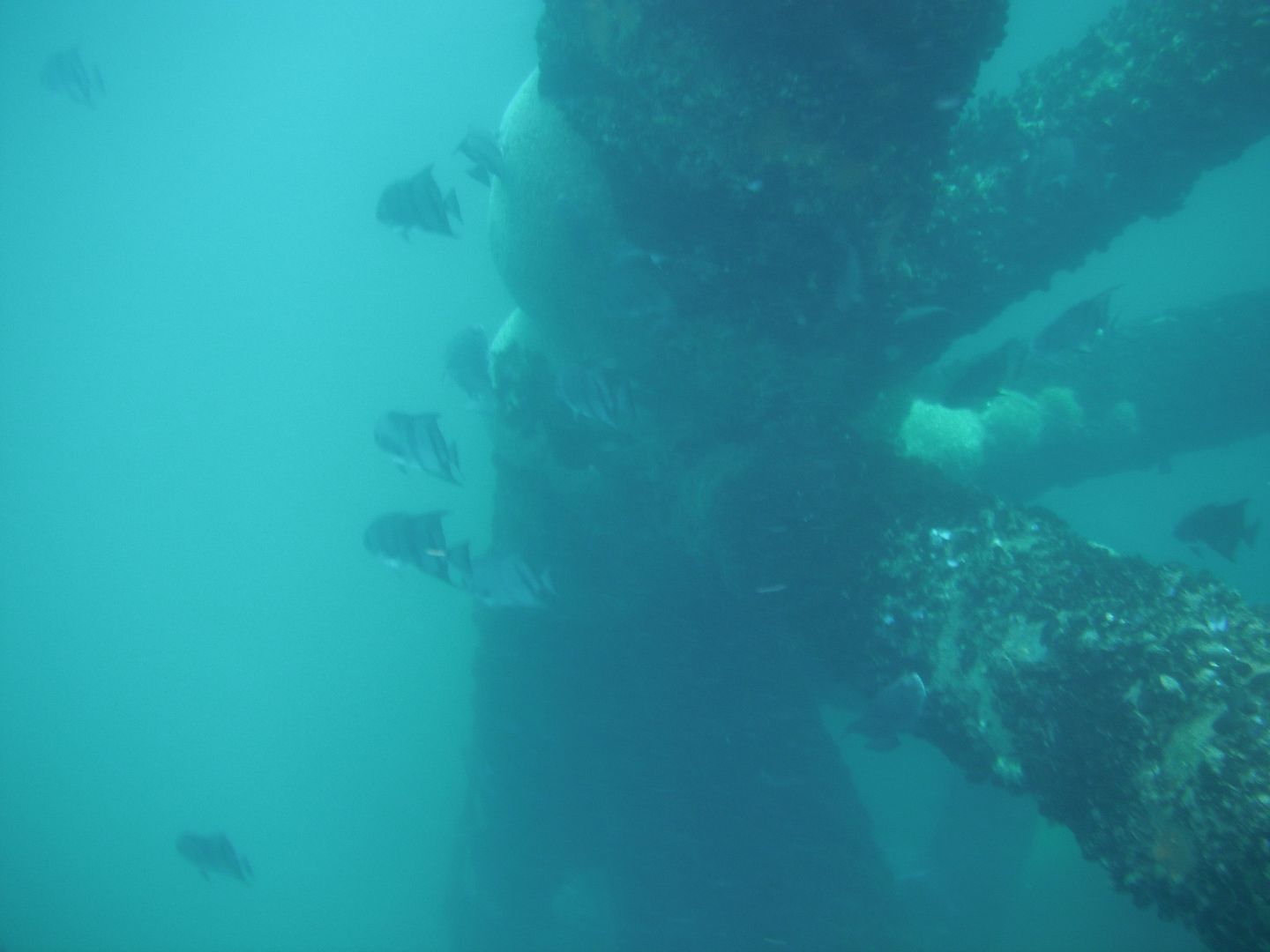 Jet Ski Underwater Adventure BASS BARN